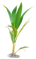 Fototapeta premium Isolated trees on white background and make clipping path