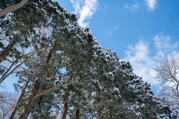 雪の樹