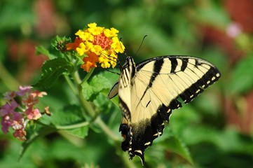 Tiger Swallowtail butterfly in the wild