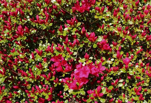 Bright red azalea flowers bloom under spring sunshine