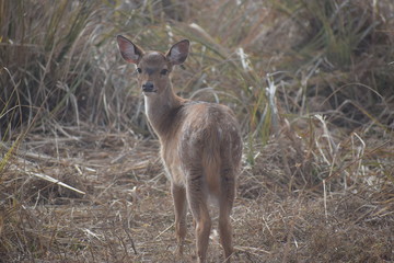 Spotted deer