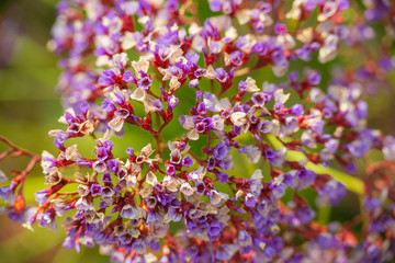 Fototapeta premium Spring flowers in Israel. Close up shot.