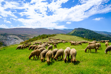 Fototapeta premium Troupeau de moutons sur pâture, Alpes de Haute Provence, Gorges du Verdon, France.