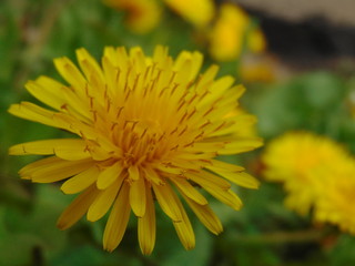 Wonders of the spring