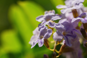 Beautiful flower in Thailand
