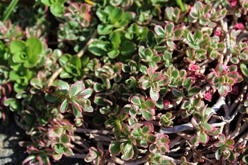 Sedum new green leaves in springtime