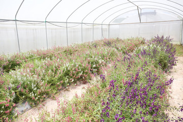 Plumbago auriculata Plant nursery (common names blue plumbago, Cape plumbago or Cape leadwort)