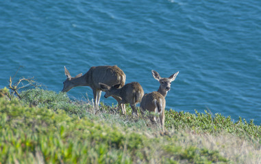 Deer babies on the coast of California