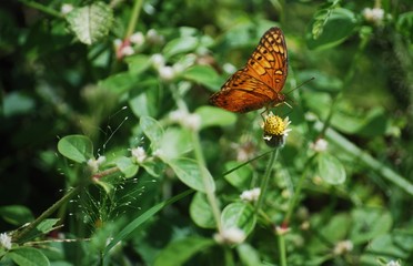 Butterfly Danaus plexippus
