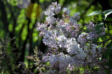 Lilac Syringa vulgaris in the garden