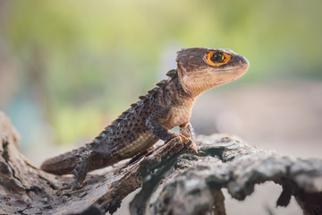 Crocodile Skink , Tribolonotus Gracilis, Lizard, Gecko