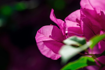 Fototapeta premium Beautiful flower in Thailand