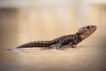 Crocodile Skink , Tribolonotus Gracilis, Lizard, Gecko