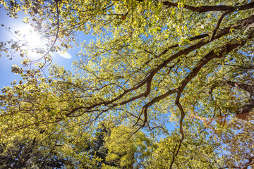 Fototapeta premium Sun rays filtering through tree branches