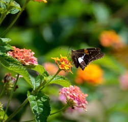 Moth Butterfly in a garden background