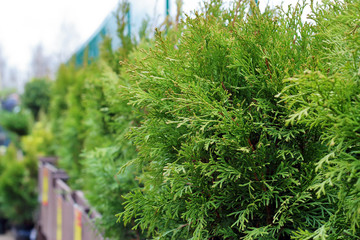  original coniferous trees, cypress trees stand in a row