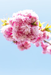 Beautiful Cherry Blossom flowers blooming in the summer sunshine against a blue sky in a traditional English garden