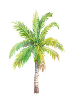 Watercolor palm tree, isolated on a white background.