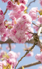 Beautiful Cherry Blossom flowers blooming in the summer sunshine against a blue sky in a traditional English garden