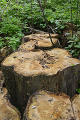 sawn tree trunk in grass