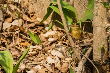Worm-eating Warbler (Helmitheros vermivorum)