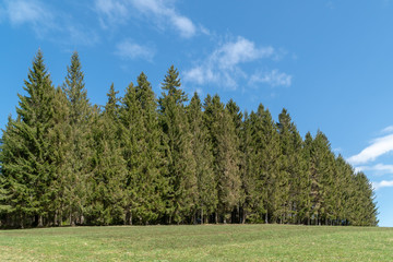 Fototapeta na wymiar Waldrand im Schwarzwald