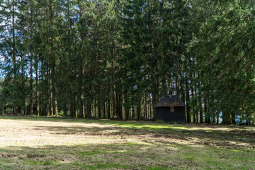 Waldrand im Schwarzwald