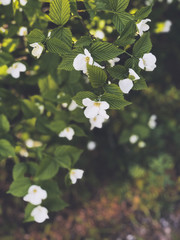White flowers on blooming booshes in spring, traditional garden