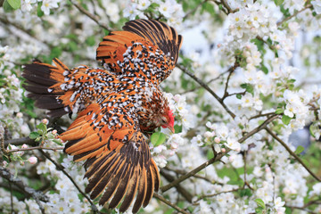 Fototapeta na wymiar Mille fleur pet chicken fly inside blooming apple tree