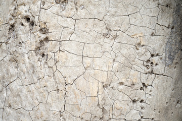 closed up wood texture background , macro mode