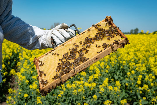 Bienen auf Honigwaben in einem blühenden Rapsfeld