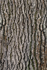 Tree bark texture