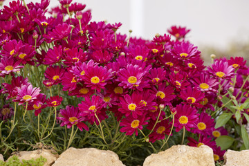 Floral background. Daisies and chamomiles. Multicolored flowers. Flower pattern.