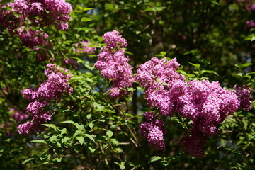 Lilac this blooming tree in the spring with a very strong and pleasant scent that enslaves our senses of smell.