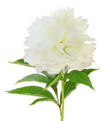 Beautiful white Peony (Pfingstrose, Shirley Temple) isolated on white background, including clipping path. Germany