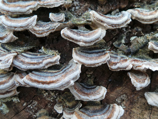 Bracket Fungi