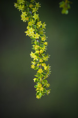 Wild flower in Patagonia, Argentina