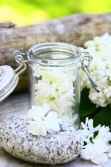 Fototapeta na wymiar lilas blanc au printemps