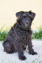 black schnauzer dog on the street with wall background