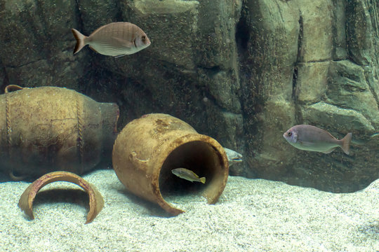 Various fish species at Cretaquarium in Heraklion city, Crete Island - Greece