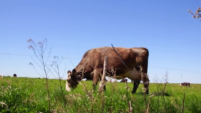 Krowy wypasane na łące podchodzi blisko obiektywu, niebieski niebo w letni bezchmurny dzień