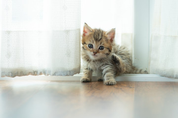 Cute persian kitten