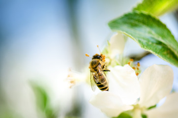 Honey bee on a white flower and collecting polen. Flying honeybee. One bee flying during sunshine day. Insect. 