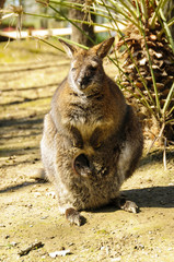 Kangourou et son petit en poche