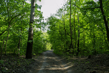 Path in summer forest.