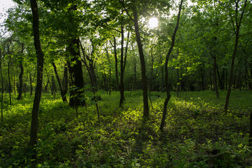 Fototapeta na wymiar Summer forest landscape. Green glade.