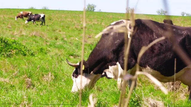 Krowy wypasane na łące - trawie