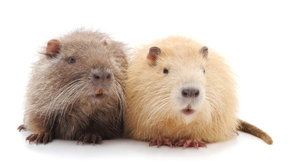 Two beautiful nutria.