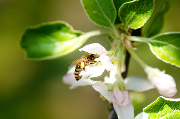 Honey bee on a white flower and collecting polen. Flying honeybee. One bee flying during sunshine day. Insect. 