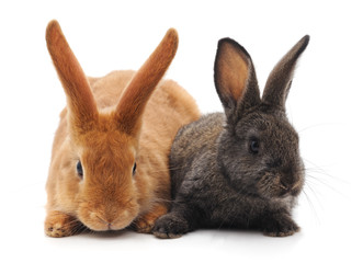 Fototapeta na wymiar Two little rabbits.